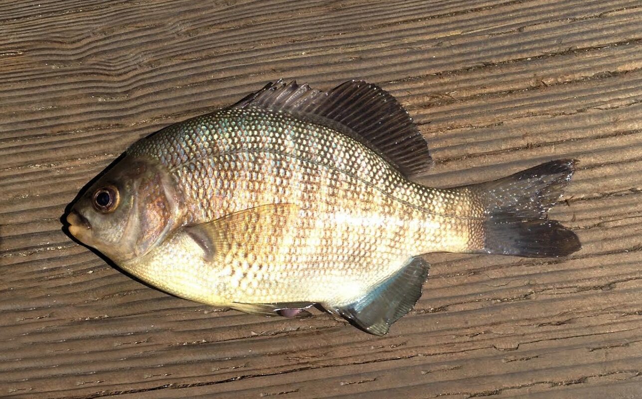 Are Black Perch Good To Eat Are Black Perch Good To Eat