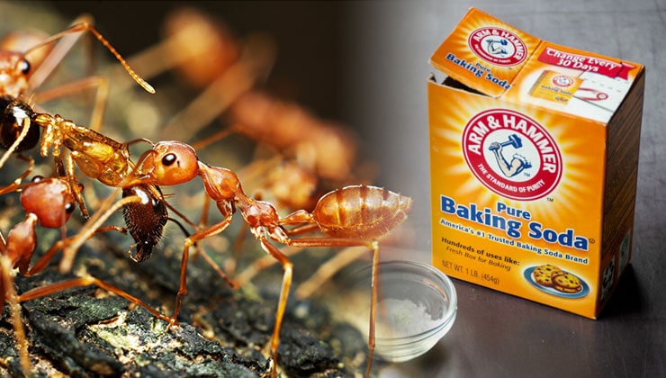 Can I Feed My Ant Soda Can I Feed My Ant Soda