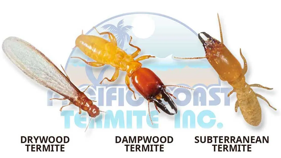 Different Species of Termites Different Species of Termites