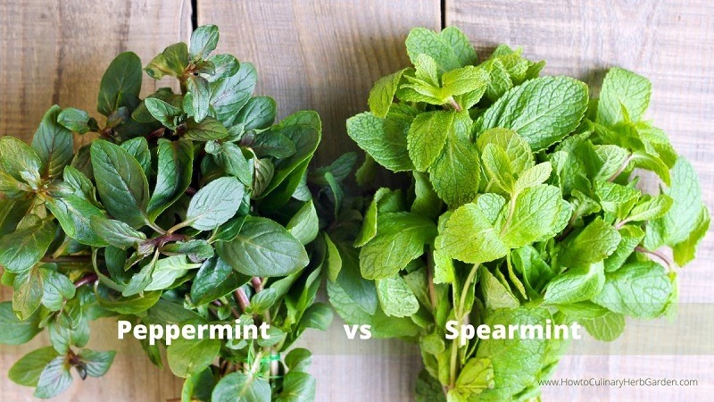 Peppermint Or Spearmint Grow Better In Central Florida Peppermint Or Spearmint Grow Better In Central Florida