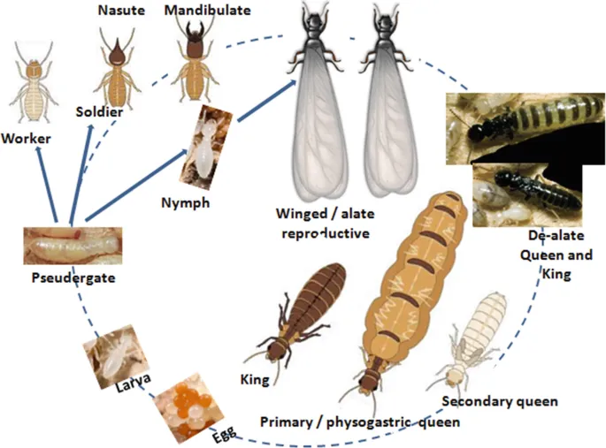 Termite Life Cycle Termite Life Cycle