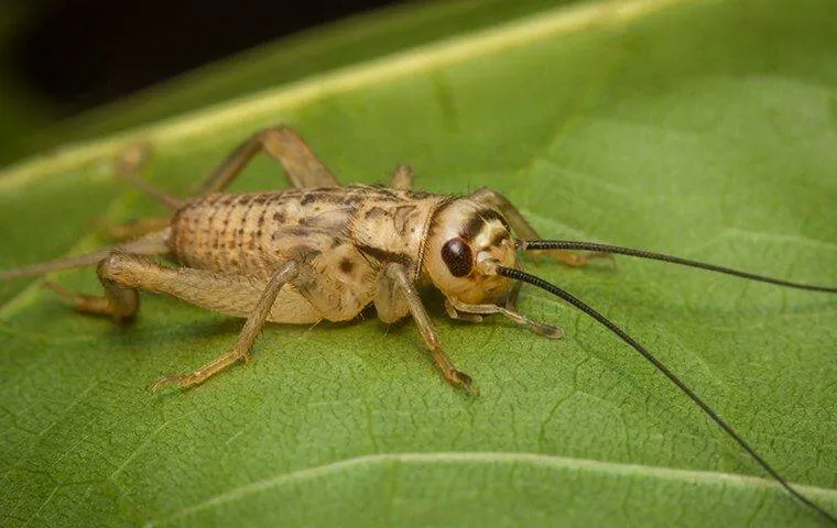 What Do Crickets Eat What Do Crickets Eat