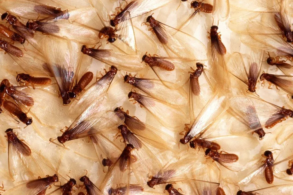 What Do Termites Look Like What Do Termites Look Like