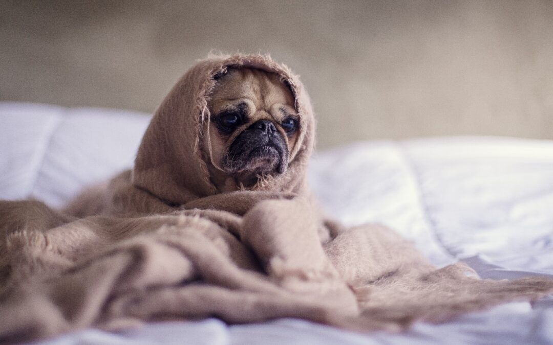 Why Does My Dog Pant At Night Why Does My Dog Pant At Night