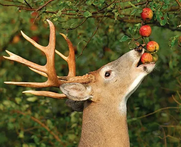 deer eat fruit deer eat fruit